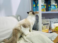 -爱洗澡的猫(望京店)