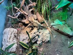 -上海大自然野生昆虫馆(东方明珠·爬宠昆虫探索中心)