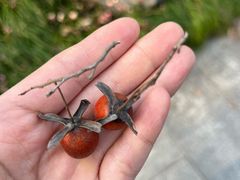 -杭州植物园