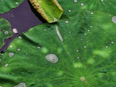 -上海市龙华烈士陵园