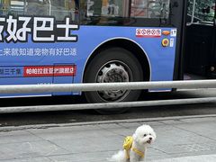 -帕帕拉兹宠物(亚洲旗舰店)