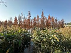 -白鹭湾湿地公园