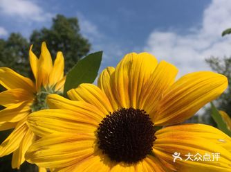 前段时间经过那边，打个卡 植物园真的很大 一号门暂时