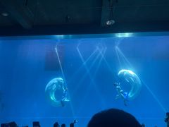 -芜湖新华联大白鲸海洋公园