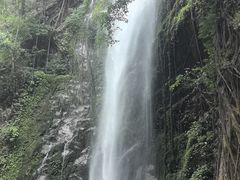 -莫里热带雨林景区