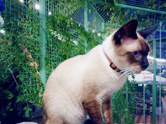 -有猫主题·治愈系猫咖(曾厝垵店)