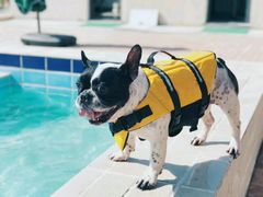 -趣玩宠物乐园寄养训犬训狗游泳池