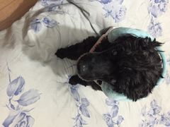 爱侣宠物医院(灵石路总店)-爱侣宠医·鹦鹉专科·小型哺乳类·异宠专科(灵石路店)