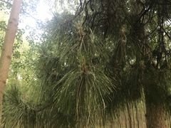 -合肥滨湖国家森林公园