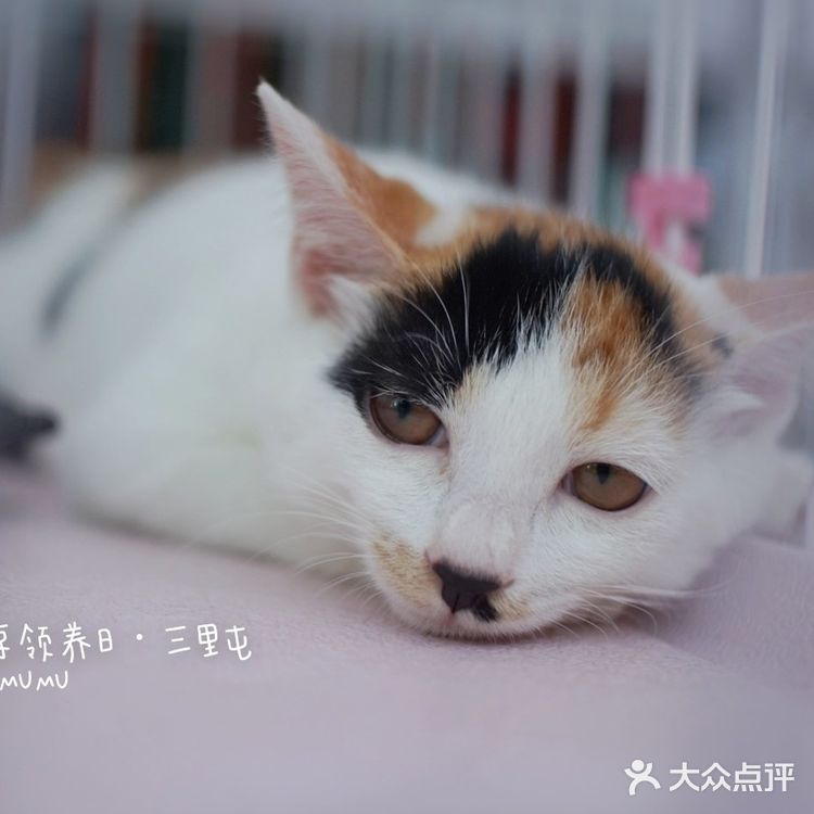 太可爱！连孙俪娘娘都为他们站台