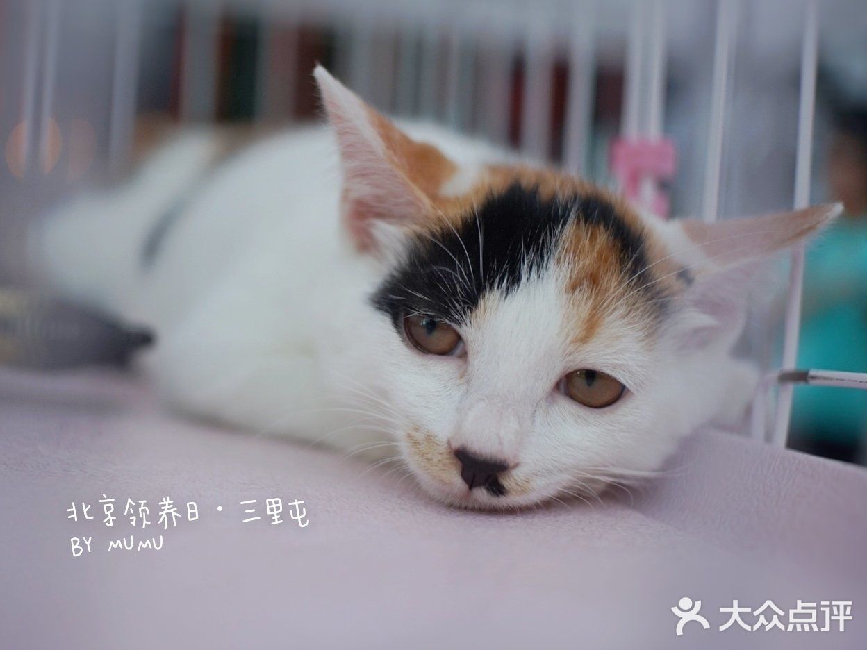 太可爱！连孙俪娘娘都为他们站台