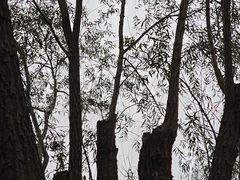 -汉长安城未央宫国家考古遗址公园