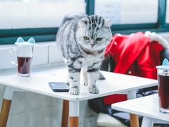 -喵的天空名猫咖啡馆·撸猫·猫舍·用品