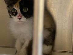 -萌兽医馆·犬猫专科·眼科中心·宠物医院(朝阳门分院)