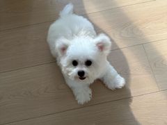 -唐小姐の猫狗洗护·购宠旗舰店(周浦万达店)
