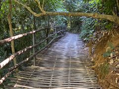 -西双版纳原始森林公园