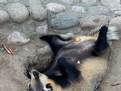 -西霞口神雕山野生动物世界