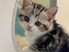 -小猫来了·猫舍(红山六九七九店)