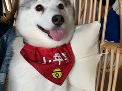 -Husky Go! 哈士奇体验馆·宠物咖啡厅狗咖