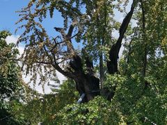 -上海佘山国家森林公园天马山园