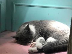 -猫小院猫主题餐厅(三里屯店)