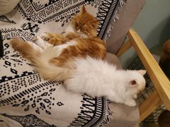 -平行世界·猫咖(首经贸店)