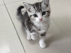 -欣宠猫屋·矮脚拿破仑·蓝金金渐层