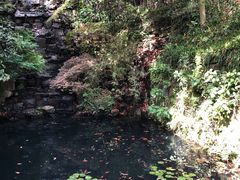 -十八棵（老龙井）御茶园(老龙井店)