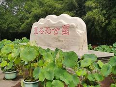 -莲花池公园