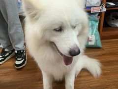 -瑞派动物医院·绝育·犬猫全科·预防医学(光景江南中店)