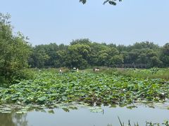 -西溪国家湿地公园