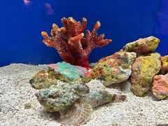 -上海海洋水族馆