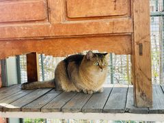 -喵屿·大理花园猫咖