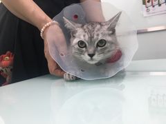 -宠福鑫康馨动物医院·骨科·眼科