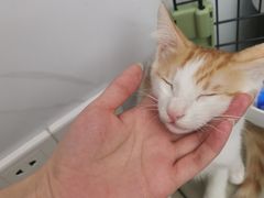 -瑞派康怡24h宠物医院·犬猫医疗中心·微创绝育(瑞景分院)