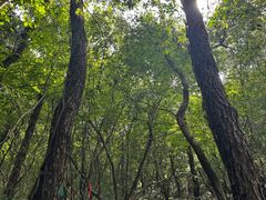 -句容茅山景区