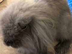 -浣熊柯尔鸭土拨鼠·电玩咖