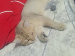 -lincat·猫舍(广州店)