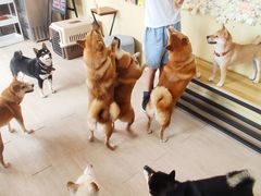 -柴犬高等学院·狗咖·柴犬售卖·宠物训练