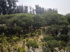 -宝安西湾红树林湿地公园