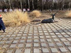 -北京麋鹿生态实验中心