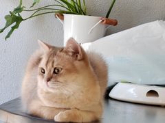 -琪喵猫屋·撸猫猫咖·猫舍
