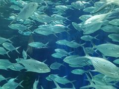 -上海海洋水族馆