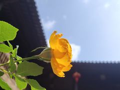 -石屏会馆