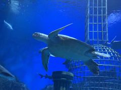 -芜湖新华联大白鲸海洋公园