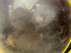 -瑞派康怡24h宠物医院·犬猫医疗中心·微创绝育(瑞景分院)