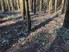 -山王坪喀斯特国家生态公园