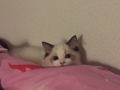 -Bastet sally猫舍购宠(静安店)