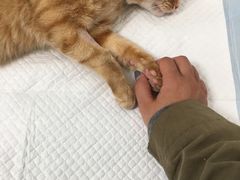 -瑞派·关忠动物医院·猫专科·犬专科(三环新城店)
