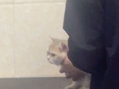 -全心全意连锁动物医院·微创中心·内科急重症·心脏专科(丰管路店)